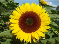 Подсолнечник однолетний – Helianthus annus L.