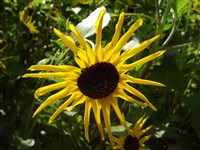 Подсолнечник увечный – Helianthus debilis Nutt.