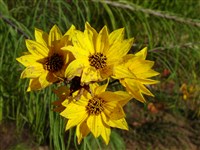 Подсолнечник узколистный – Helianthus angustifolius L.
