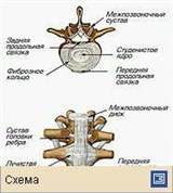 Позвонки (соединения позвонков)