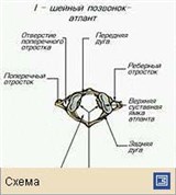 Позвонки (шейные)
