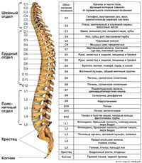 Позвоночник (человека, строение и значение для органов)