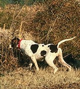 Пойнтер (на охоте)