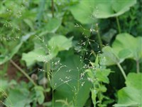 Полевица собачья – Agrostis canina L.