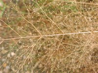 Полевица туманная, ажурная, изящная – Agrostis nebulosa Boiss. et Reut.