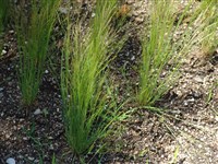 Полевичка волосовидная – Eragrostis capillaris (L.) Nees.