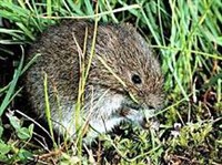 Полевка-экономка (Microtus oeconomus)