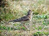 Полевой жаворонок (Alauda arvensis)