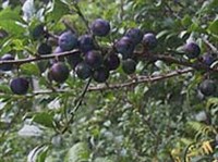 Полиплоидия