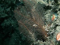 Полипы (морские) (Гидроидные полипы)