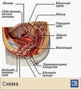 Половые органы (женские половые органы)