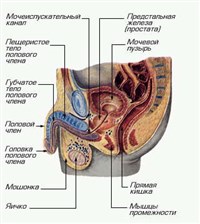 Половые органы (мужские)