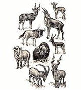 Полорогие (бонго и др.)