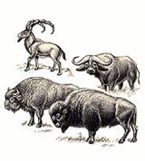 Полорогие (бородатый козел и др.)