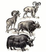 Полорогие (горный баран и др.)