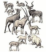 Полорогие (кустарниковый дукер и др.)