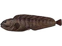 Полосатая зубатка (рисунок)