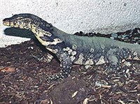 Полосатый варан (Varanus salvator)
