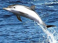 Полосатый продельфин (Stenella coeruleoalba)