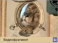 Полосатый рейс (Тигры выходят из клеток)