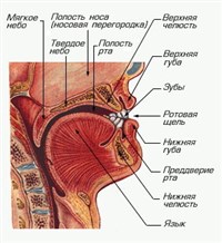 Полость рта