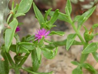 Полуденник ланцетный – Aptenia lancifolia L.
