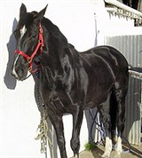 Полукровные породы (голландская)