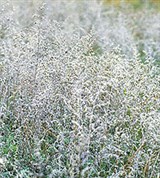 Полынь (заросли)