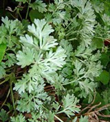 Полынь (листья)