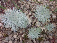 Полынь Шмидта – Artemisia scmidtiana Maxim.