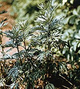 Полынь горькая