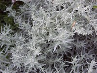 Полынь людовициана, Пурша, белый шалфей – Artemisia ludoviciana L.