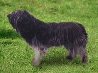 Польская низинная овчарка