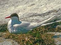 Полярная крачка