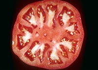 Помидоры (1)