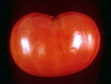 Помидоры (2)