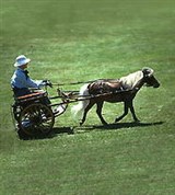 Пони (в упряжке)