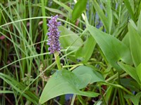 Понтедерия сердцелистная – Pontederia cordata L. (1)