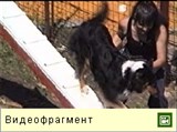 Поощрение собаки (видео)