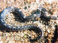 Поперечнополосатый волкозуб (Lycodon striatus).