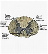Поперечный разрез спинного мозга