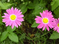 Поповник красный, розовый, кавказская ромашка, персидская ромашка – Pyretrum coccineum Vorosch.