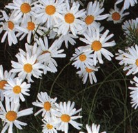 Поповник цинерариелистный, далматская ромашка – Pyretrum cinerarifolium (Trev.) Schultz-Bip.