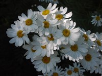 Поповник щитковый – Pyretrum corymbosum L.