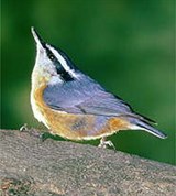 Поползни (канадский)