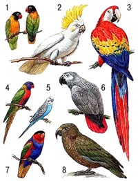 Попугаи (масковые неразлучники и др.)