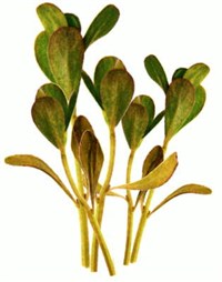 Портулак [кулинария]