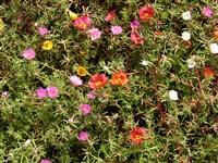 Портулак крупноцветковый – Portulaca grandiflora Hook. (1)
