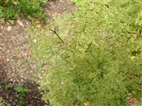 Поручейник привлекательный – Sium suave Walt.