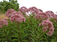 Посконник коноплевидный – Eupatorium cannabinum L.